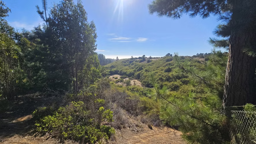 Maravillosa parcela con bosque y vista al mar en el horizonte