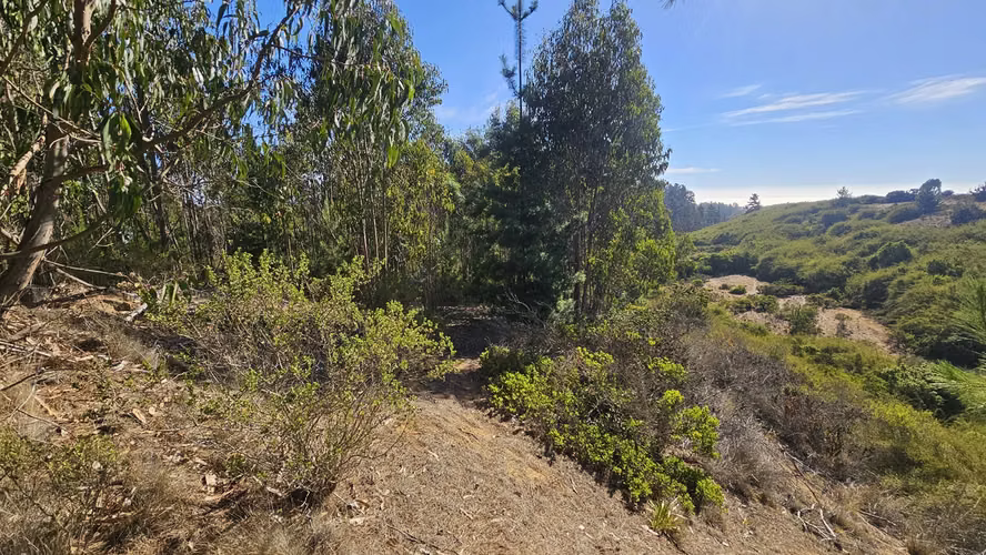 Maravillosa parcela con bosque y vista al mar en el horizonte