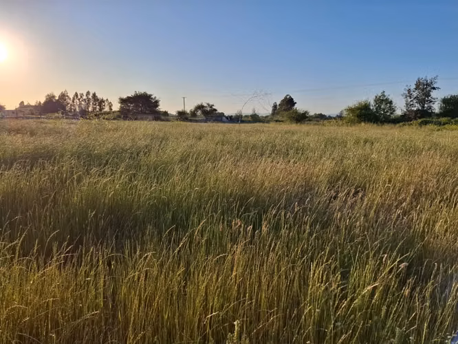 Parcela Media Hectárea, en Loteo Bellavista Sector Guadantum