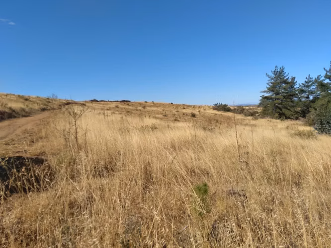 Parcela de 31 Hectàreas en Chimàvida, a 15 Kms de Cauquenes