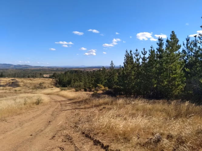 Parcela de 31 Hectàreas en Chimàvida, a 15 Kms de Cauquenes