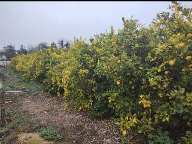 Agrícola en venta en Olmué