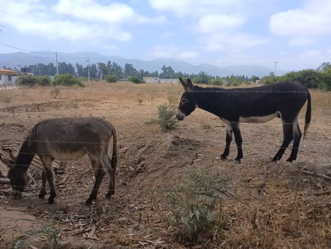 Se Vende Terreno plano de 5000 mt con rol a pasos de la Carretera.  Catapilco