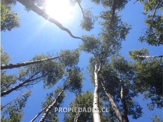 Agrícola en venta en Coihueco - Imagen 7