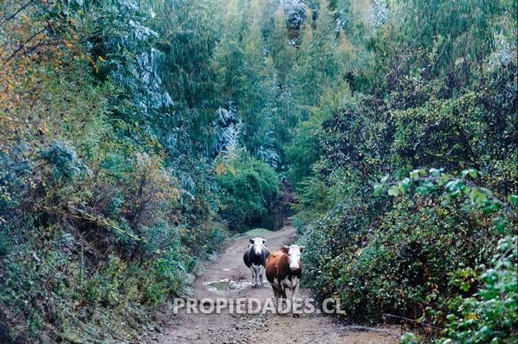 Agrícola en venta en Coihueco - Imagen 3