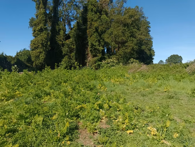 Venta de Parcela Coipué Alto Sector Aviación, comuna de Freire, Temuco.