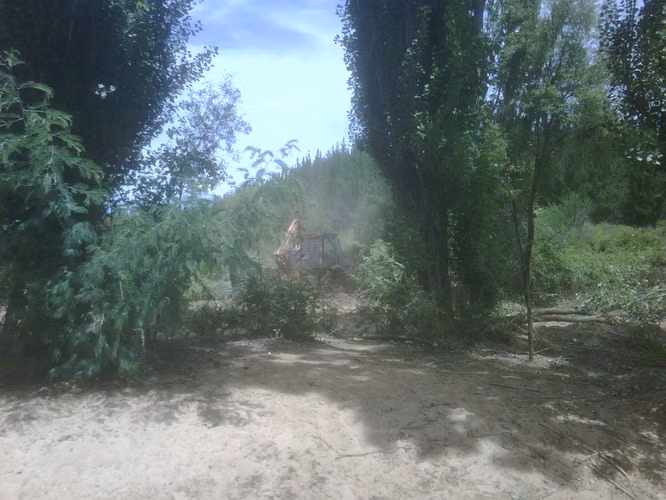 VENDO 12 HCTS  TERRENO  AGRICOLA  CAUQUENES