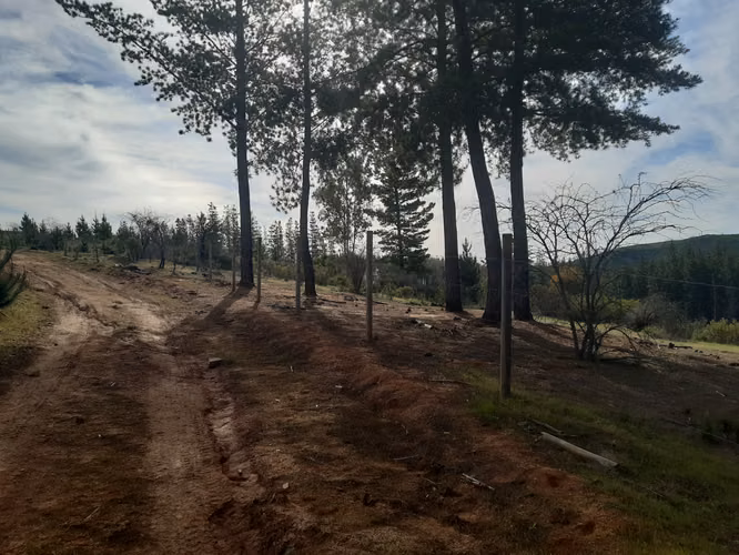VENDO 12 HCTS  TERRENO  AGRICOLA  CAUQUENES