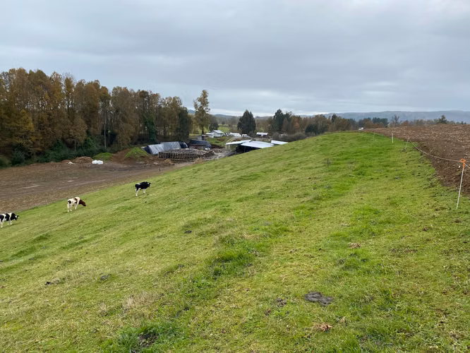 Hermoso Campo Agripoca Ganadero para Feedlot en Futrono