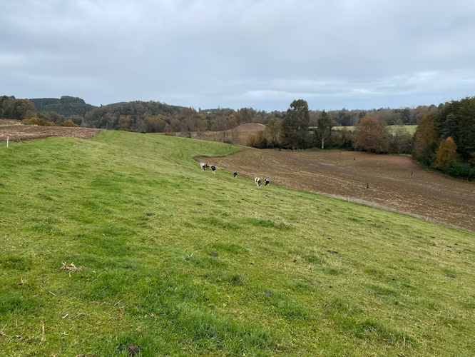 Hermoso Campo Agripoca Ganadero para Feedlot en Futrono