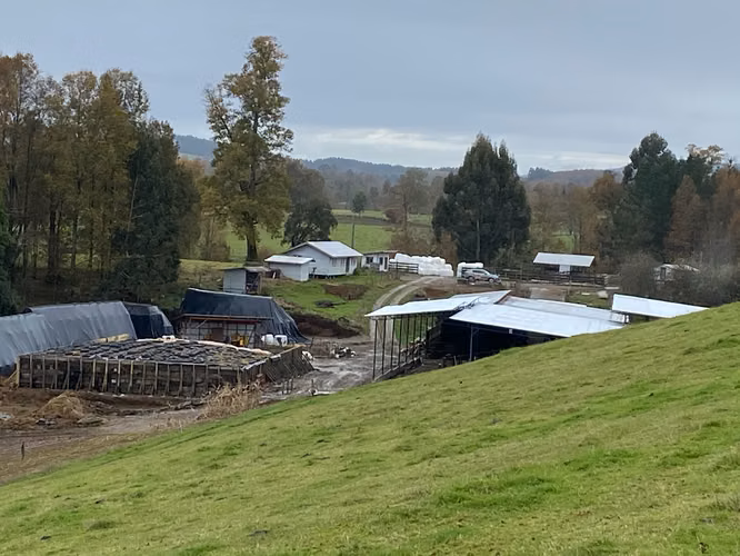 Hermoso Campo Agripoca Ganadero para Feedlot en Futrono