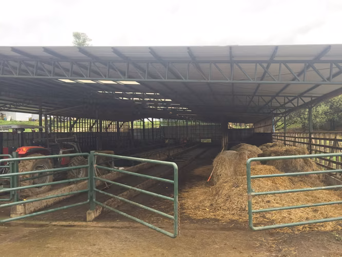 Hermoso Campo Agripoca Ganadero para Feedlot en Futrono