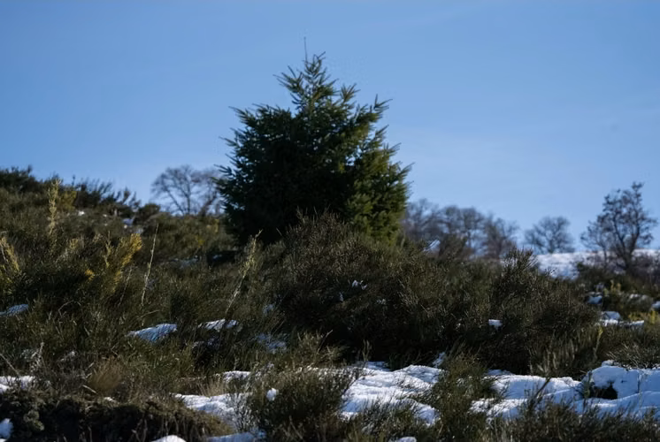 Vende parcelas de 5 mil mt2, con rol, en proyecto Refugio Lonquimay. Crédito directo.