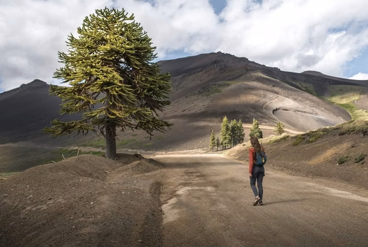 Vende parcelas de 5 mil mt2, con rol, en proyecto Refugio Lonquimay. Crédito directo.