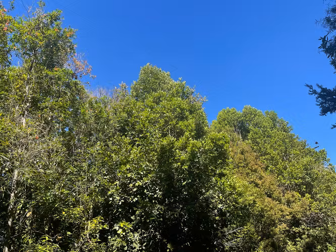 Vendemos Parcelas de 5.000m2 en Agua del Obispo, Valdivia