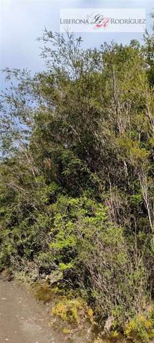 Parcela en venta Parque Tepuhueico en Chonchi