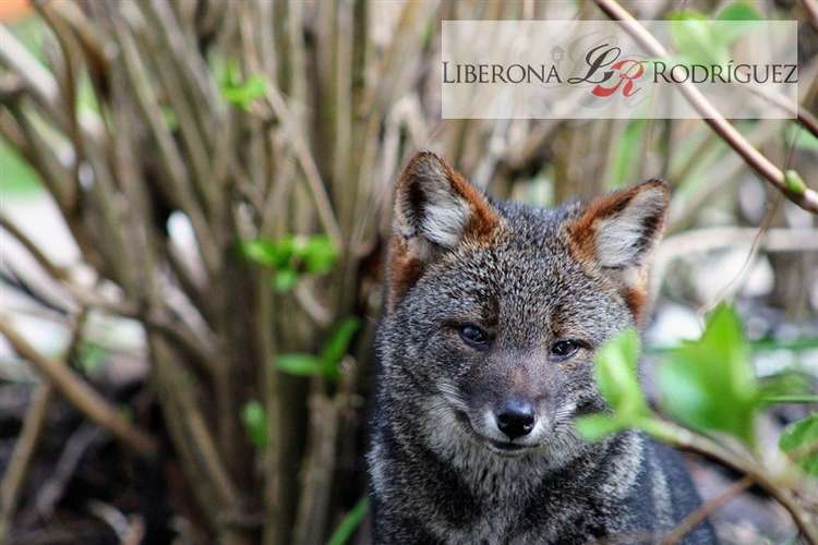 Parcela en venta Parque Tepuhueico en Chonchi
