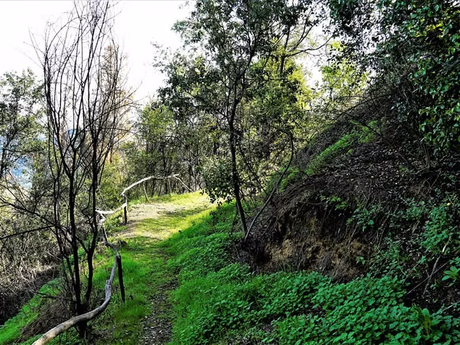 Parcela 4,69 ha con casa en venta en Olmué.