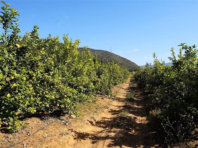 Parcela Agrícola en venta en Limache