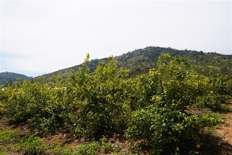 Parcela Agrícola en venta en Limache - Imagen 10
