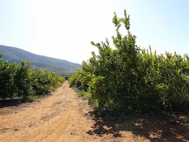 Parcela Agrícola en venta en Limache