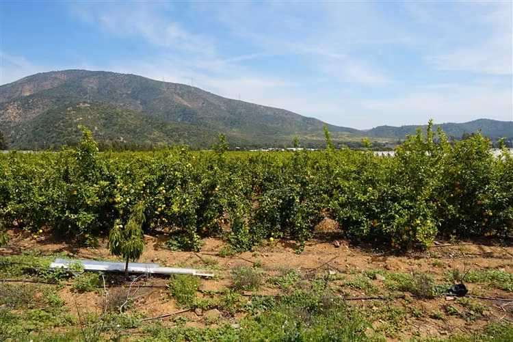 Parcela Agrícola en venta en Limache