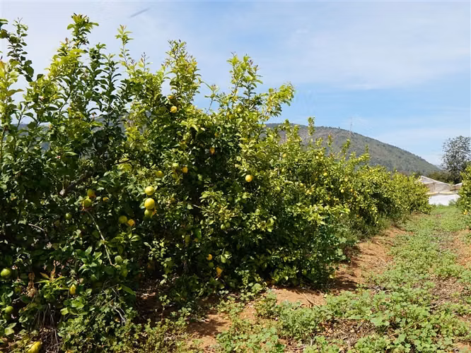 Parcela Agrícola en venta en Limache