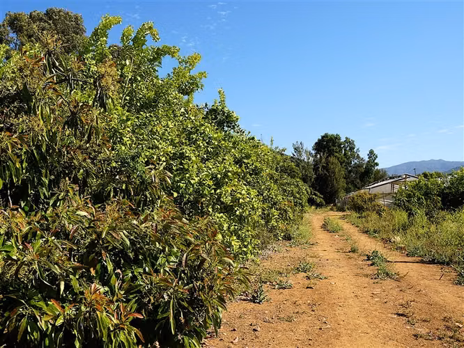 Parcela Agrícola en venta en Limache - Imagen 14