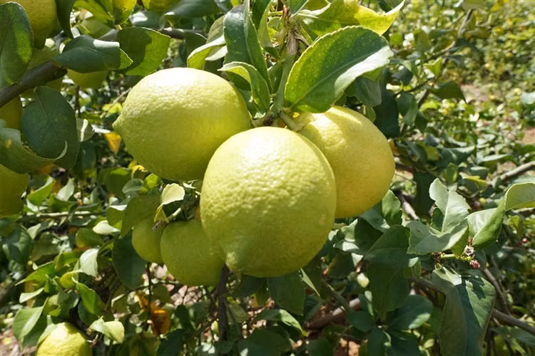 Parcela Agrícola en venta en Limache