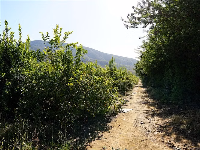Parcela Agrícola en venta en Limache