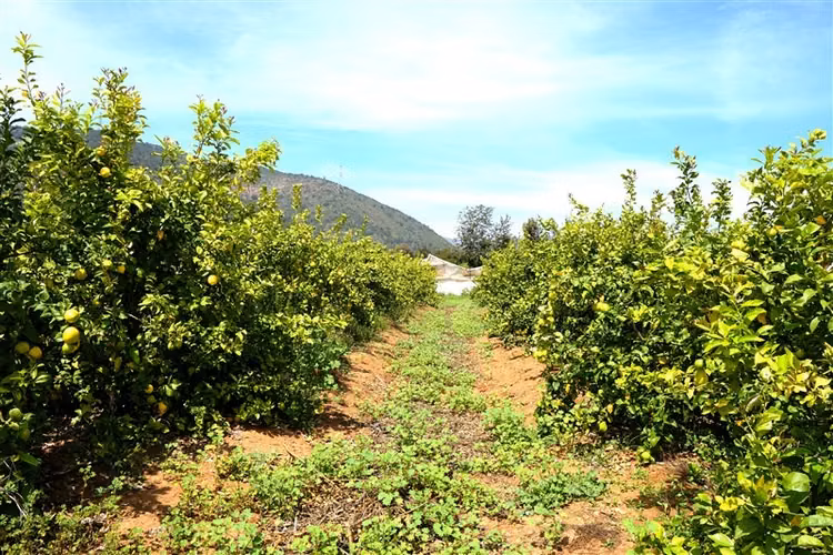 Parcela en venta en Limache