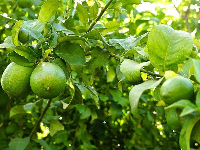 Parcela Agrícola en venta en Lliu Lliu, Limache - Imagen 35
