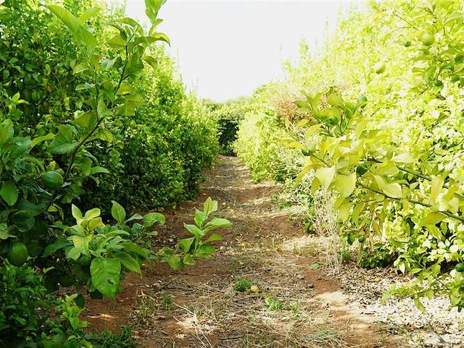 Parcela Agrícola en venta en Lliu Lliu, Limache - Imagen 34