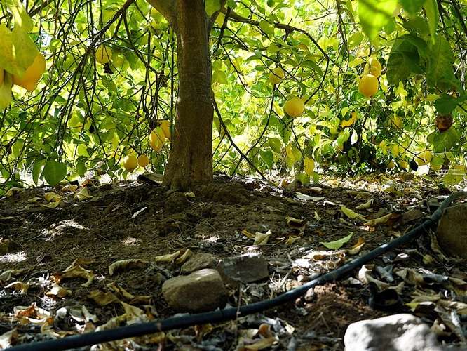 Parcela Agrícola en venta en Lliu Lliu, Limache - Imagen 14