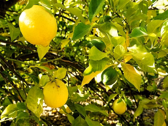 Parcela Agrícola en venta en Lliu Lliu, Limache