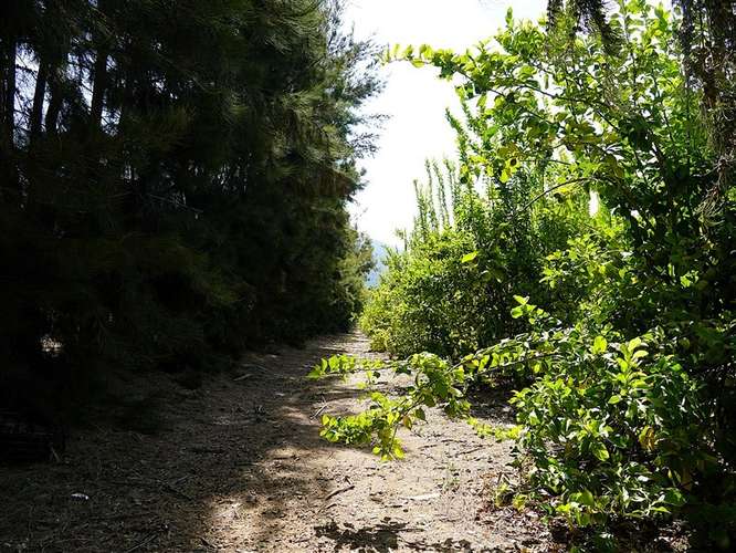 Parcela Agrícola en venta en Lliu Lliu, Limache - Imagen 5