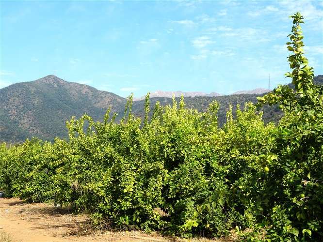 Parcela Agrícola en venta en Lliu Lliu, Limache - Imagen 30