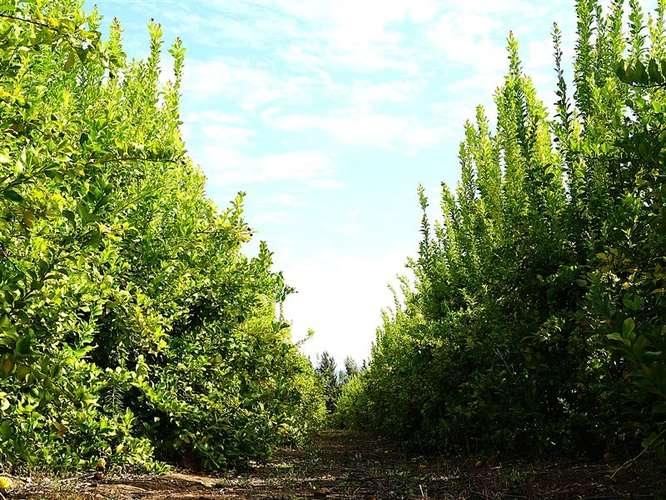 Parcela Agrícola en venta en Lliu Lliu, Limache - Imagen 36