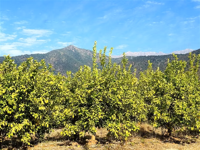 Parcela Agrícola en venta en Lliu Lliu, Limache