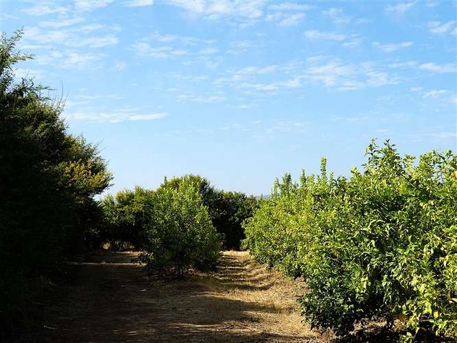 Parcela Agrícola en venta en Lliu Lliu, Limache - Imagen 19