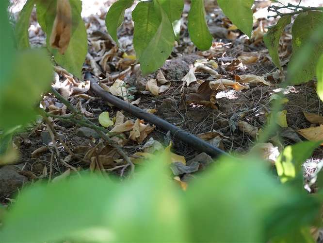 Parcela Agrícola en venta en Lliu Lliu, Limache - Imagen 9