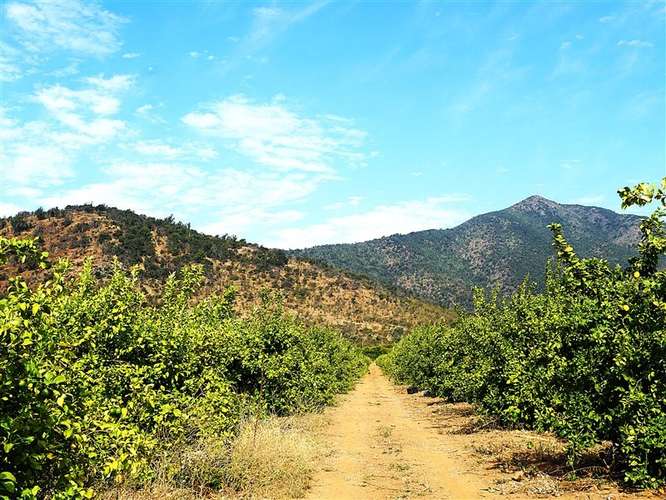Parcela Agrícola en venta en Lliu Lliu, Limache - Imagen 28