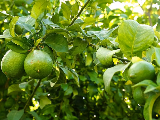 Parcela Agrícola en venta en Lliu Lliu, Limache