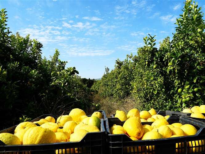 Parcela Agrícola en venta en Lliu Lliu, Limache - Imagen 26