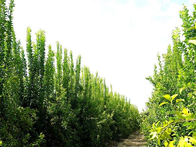 Parcela Agrícola en venta en Lliu Lliu, Limache - Imagen 12