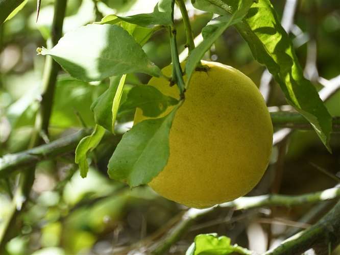 Parcela Agrícola en venta en Lliu Lliu, Limache - Imagen 7