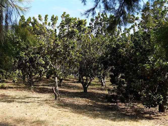 Parcela Agrícola en venta en Lliu Lliu, Limache