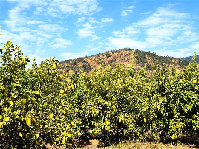 Parcela Agrícola en venta en Lliu Lliu, Limache