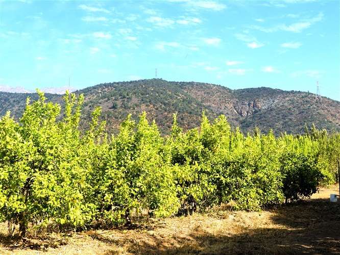 Parcela Agrícola en venta en Lliu Lliu, Limache - Imagen 20