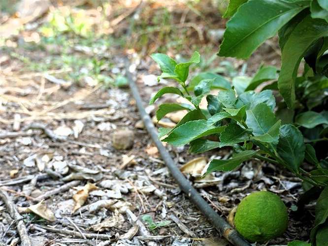 Parcela Agrícola en venta en Lliu Lliu, Limache - Imagen 11
